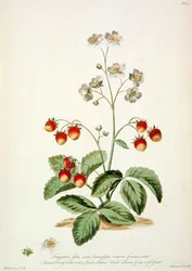 Fraise : Feuilles ovales en forme de lance et un fruit ovale de 