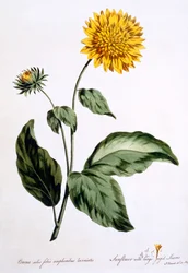 Tournesol avec de grandes feuilles dentelées, illustration de 