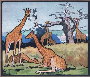 Girafe