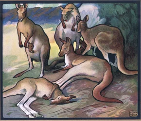 Kangourous