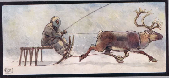 Renne et traîneau, illustration de 