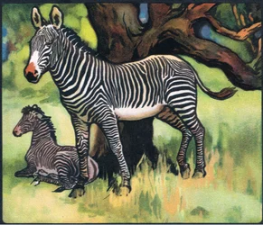 Zèbres, illustration de 