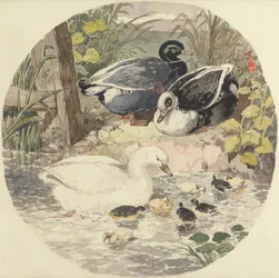 Canards