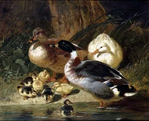 Canards et canetons