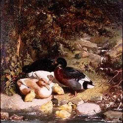 Canards et canetons