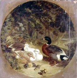 Canards et canetons dans un paysage de rivière boisée