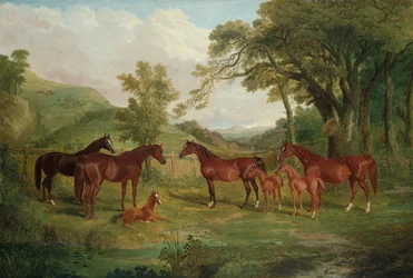 Le haras de Streatlam, juments et poulains