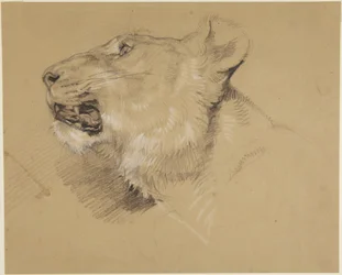 Tête de lionne