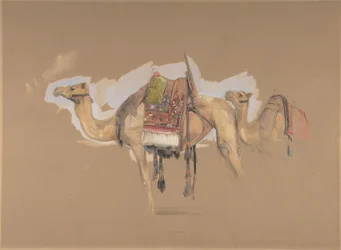Deux chameaux