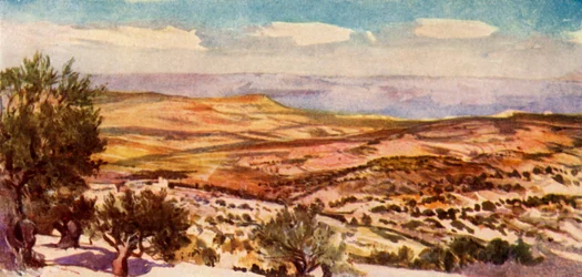 Les champs de Ruth et Boaz près de Bethléem, 1902