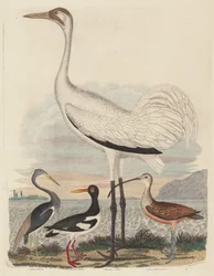 Héron de Louisiane, Huîtrier pie, Grue cendrée et Courlis à long bec, publié entre 1808 et 1814
