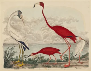 Ibis des bois, ibis écarlate, flamant rose et ibis blanc