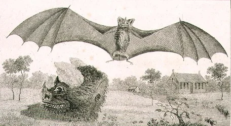 Le vampire ou spectre de la Guyane