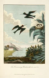 Colibri, avec son nid