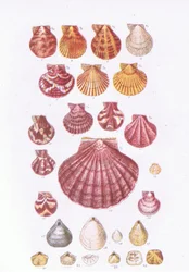 Coquilles Saint-Jacques britanniques, Nature en Grande-Bretagne publiée par Collins, 1946