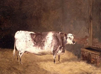 Vache Shorthorn