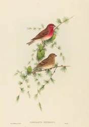 Carpodacus erythrinus Roselin cramoisi