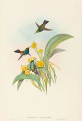 Damophila amabilis Colibri à poitrine bleue. Créateurs : John Gould, Henry Constantine Richter