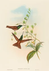Diphogena aurora, Arc-en-ciel de Gould