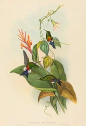 Eriocnemis cupreiventris Puff-Leg cuivré. Créateurs : John Gould, Henry Constantine Richter
