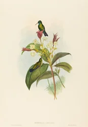 Eucephala caerulea Saphir à menton bleu. Créateurs : John Gould, Henry Constantine Richter
