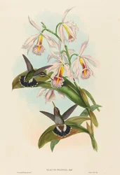 Glaucis fraseri, Gorge-barbelée de Fraser. Créateurs : John Gould, Henry Constantine Richter