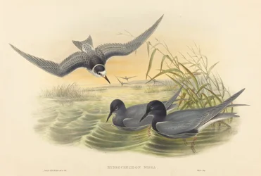 Hydrochelidon nigra. Créateurs : John Gould, Henry Constantine Richter