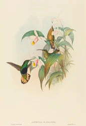 Lafresnaya flavicaudata Buff-tailed Velvet-breast. Créateurs : John Gould, Henry Constantine Richter