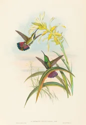 Lampornis veraguensis Veraguan Mango