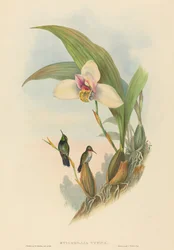 Myiabeillia typica Colibri d