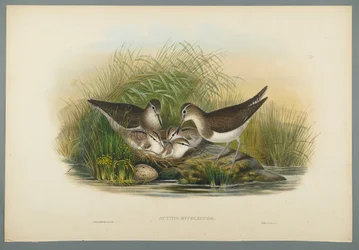Actitis Hypoleucos - Chevalier guignette