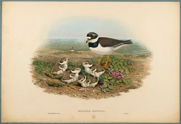 Aegialitis Hiaticula - Gravelot à collier double