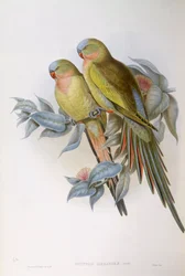 Graveur de John Gould, Perruche d