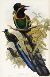Astrapia d