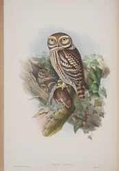 Athene Noctua, planche tirée de The Birds of Great Britain par John Gould, publié 1862-73