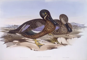 Canard souchet australien (Anas rhynchotis), gravure de John Gould