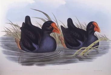 Talève sultane australienne (Porphyrio melanotus), gravure par John Gould
