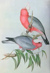 Oiseaux d
