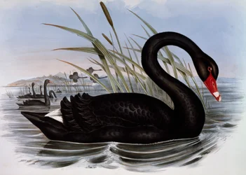 Cygne noir (Cygnus atratus), gravure tirée de « Oiseaux d