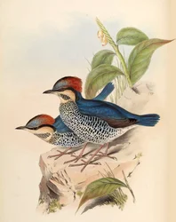 Pitta bleu Pitta cyanea Blyth