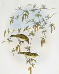 Pouillot de Blyth (Phylloscopus reguloides), gravure par John Gould