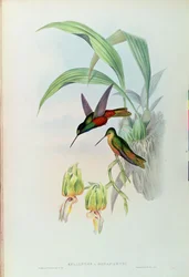 Colibri étoilé de Bonaparte