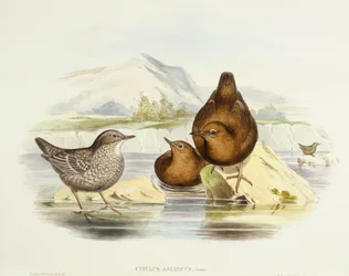 Cincle brun (Cinclus pallasii), Gravure de John Gould