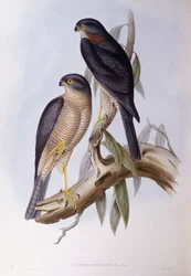 Cincle brun (Cinclus pallasii), gravure par John Gould