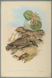 Caprimulgus Mahrattensis, Engoulevent