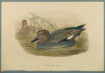 Chaulelasmus Strepera : Canard chipeau