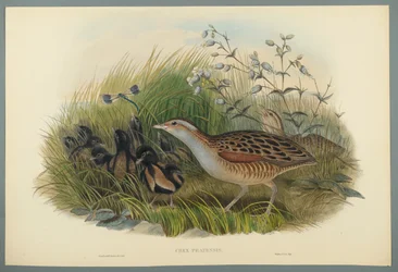 Crex Pratensis - Râle des genêts