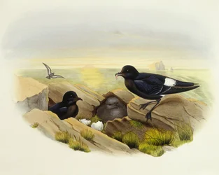 Océanite tempête (Hydrobates pelagicus), Gravure de John Gould