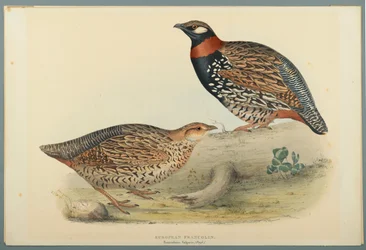 Francolinus Vulgaris (Briss) : Francolin commun