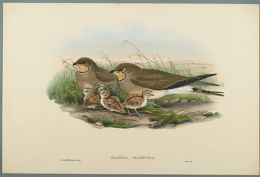 Glareola Pratincola - Glaréole à collier